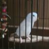 Male parrotlet for sale