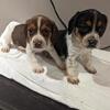 new litter Beagle puppies purebred button as heck bigears lil snoopies