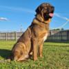 9 months old Rottweiler/Caucasian/fila male