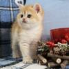 NEW Elite British kitten from Europe with excellent pedigree, female. Piper