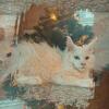 MAINE COON ODD EYED F 980-616-0124