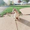 Akc siberian husky puppies 