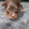 Yorkiepoo''s beautiful colors