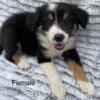 5 adorable ABCA Border Collie puppies