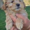 Shihpoo boy looking for good home