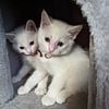 Rare Solid White Mixed kittens - KM & BR