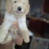 F2 standard golden doodle 