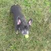 Female French Bulldog