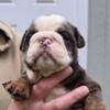 English Bulldog puppies