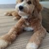 Mini Goldendoodle stud