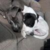 Loving Pitty's in need of a good home