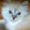 Beautiful Ragdoll kitten female