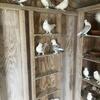 Fancy pigeons sattinets 