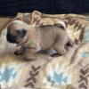 pug puppies