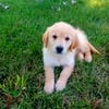 Golden retriever puppies