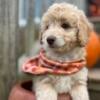 Honey - female mini newfypoo puppy - 10 weeks old - ready to go! - miniature poodle / mini newfypoo mix