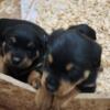 Rottweiler puppies