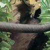 Crested Gecko