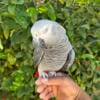 African grey male friendly