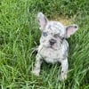 French bulldog (Blue Merle)