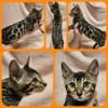 Bengal Kittens TICA Registered Parents Tested