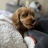 Cavapoo Puppy Mini