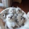 BEAUTIFUL RAGDOLL KITTENS