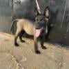 2 Female Belgian Malinois Puppies Available