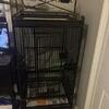 WANTED:Cocatiels and Budgies for a loving home