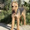 Male Stud Airedale AKC