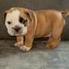 Bully pups for rehoming