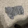 Blue Persian/Selkirk Rex Kittens