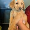 GOLDEN RETRIEVER PUPPIES