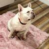 Male French bulldog