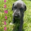 Great Dane Puppies for sale