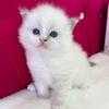 Freckles TICA Blue Mitted w Mismark Male Ragdoll!