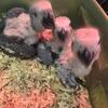 congo grey babies 