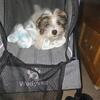 1-PARTY  MALE YORKSHIRE TERRIER