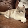 Lilac exotic shorthair Persian