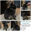 Showable Netherland Dwarf Buck