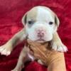 Olde English Bulldogge, girl