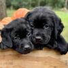 Labrador Retriever Puppies