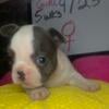 Akc French Bulldog female puppy solid blue pied 