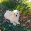 Maltipoo Designer Pups $700. Caldwell, Tx.