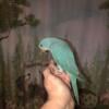 Turquoise Blue Baby - Female