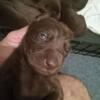 Chocolate Labrador retriever puppies .