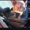 9 month old female French bulldog