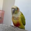 Young Conure with cage