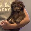 Toy poodle puppy - male