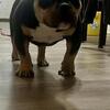 American Bully
